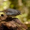 Lejscik dlouhonohy jizni - Petroica australis - South Island Robin - toutouwai 6455